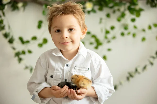 Cute Child Home Little Newborn Chicks Enjoying Cute Kid Animal — ストック写真