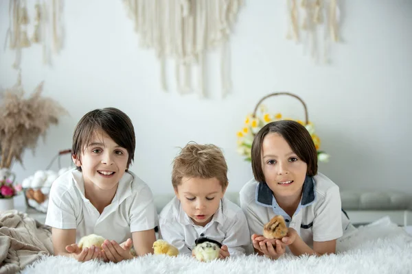 Enfant Mignon Maison Avec Des Petits Poussins Nouveau Nés Appréciant — Photo