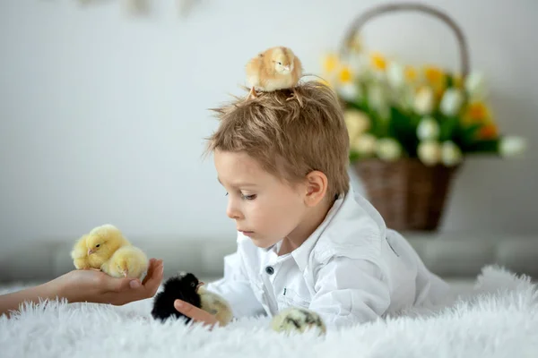 Söta Barn Hemma Med Små Nyfödda Kycklingar Njuter Söt Unge — Stockfoto