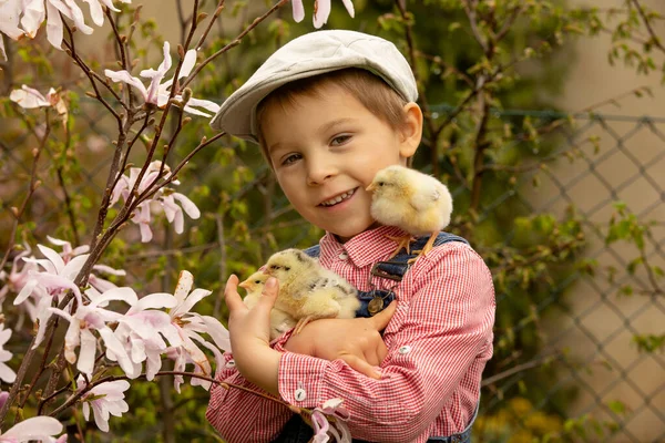 Cute Sweet Little Blond Child Toddler Boy Playing Little Chicks — Fotografia de Stock