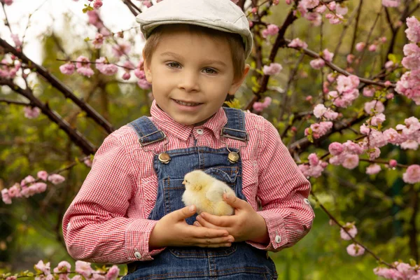 Cute Sweet Little Blond Child Toddler Boy Playing Little Chicks — Stok fotoğraf