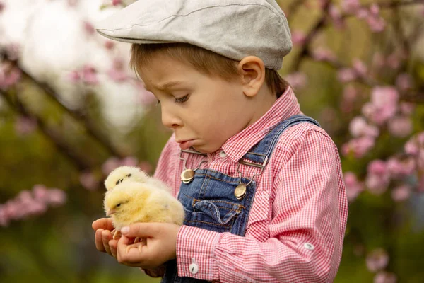 Lindo Niño Rubio Dulce Niño Pequeño Jugando Con Pequeños Polluelos —  Fotos de Stock