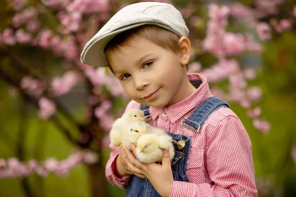 Cute Sweet Little Blond Child Toddler Boy Playing Little Chicks — Stock Photo, Image