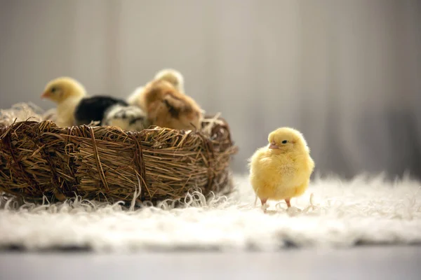 Yuvadaki Küçük Yeni Doğmuş Yavrular Güneşli Bir Odada Yeni Doğmuş — Stok fotoğraf