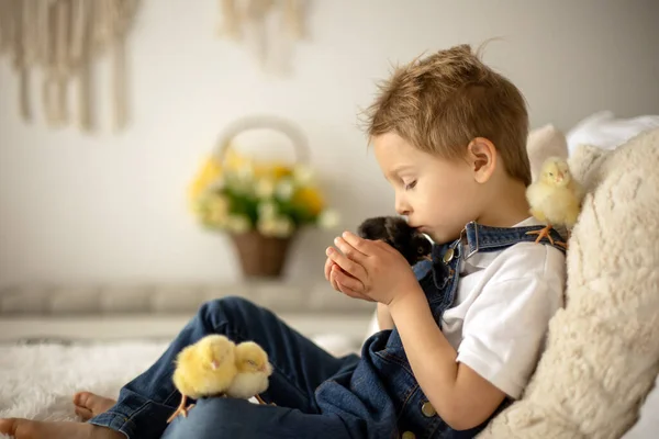 Cute Child Home Little Newborn Chicks Enjoying Cute Kid Animal — ストック写真