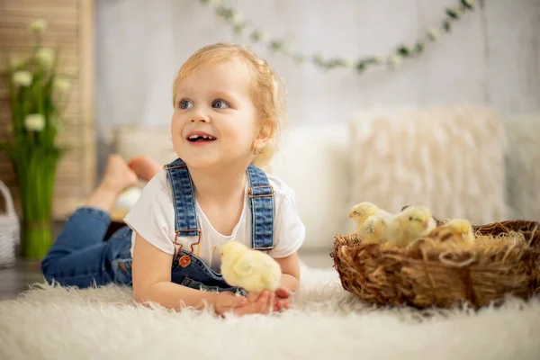 Schattig Kind Thuis Met Kleine Pasgeboren Kuikens Genieten Schattig Kind — Stockfoto