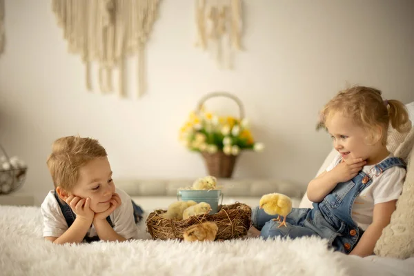 Enfant Mignon Maison Avec Des Petits Poussins Nouveau Nés Appréciant — Photo