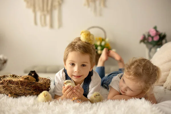 Cute Children Boy Girl Siblings Home Little Newborn Chicks Enjoying — стоковое фото