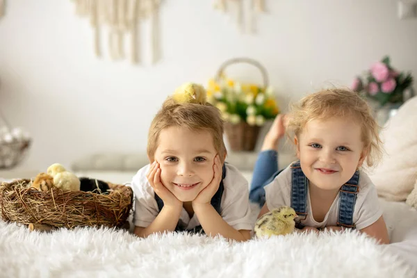 Cute Children Boy Girl Siblings Home Little Newborn Chicks Enjoying — ストック写真