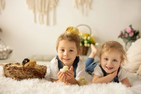 Cute Children Boy Girl Siblings Home Little Newborn Chicks Enjoying — стоковое фото