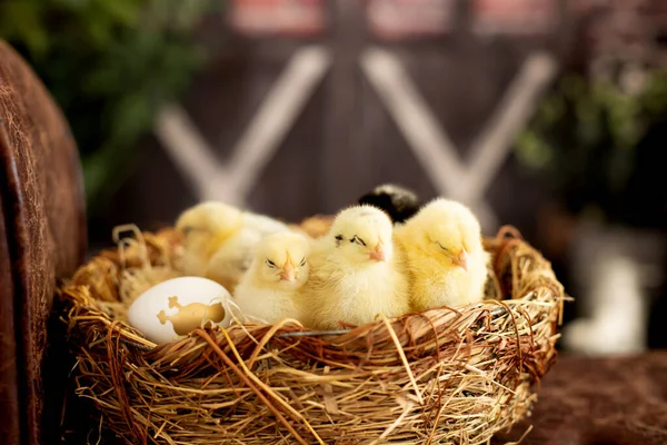 Little Newborn Chicks Nest Cute Newborn Birds Sunny Room — Zdjęcie stockowe