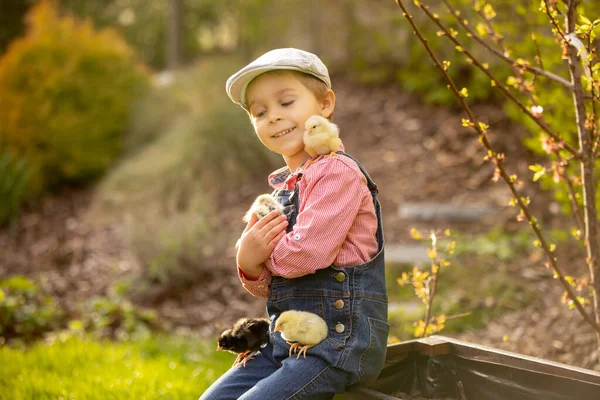 Cute Sweet Little Blond Child Toddler Boy Playing Little Chicks —  Fotos de Stock