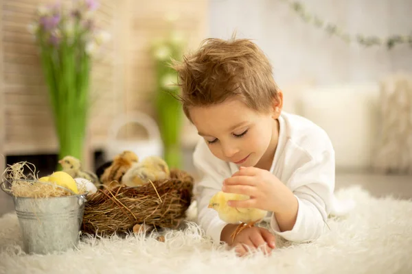 Cute Child Home Little Newborn Chicks Enjoying Cute Kid Animal — Zdjęcie stockowe