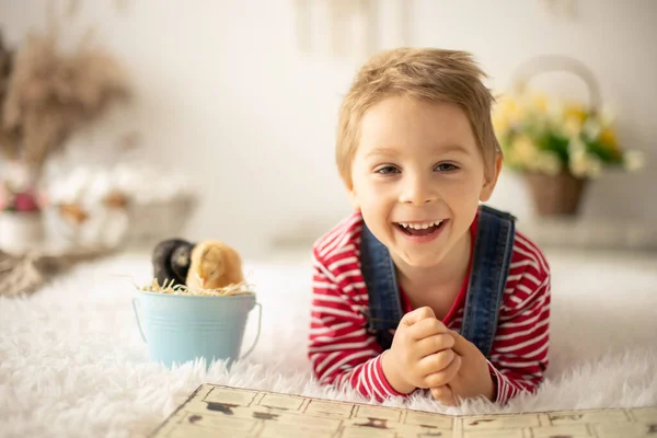 Lindo Niño Casa Con Pequeños Polluelos Recién Nacidos Disfrutando Lindo —  Fotos de Stock