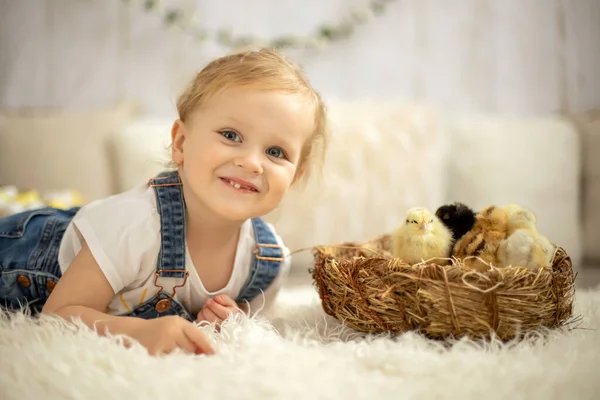 Lindo Niño Casa Con Pequeños Polluelos Recién Nacidos Disfrutando Lindo — Foto de Stock