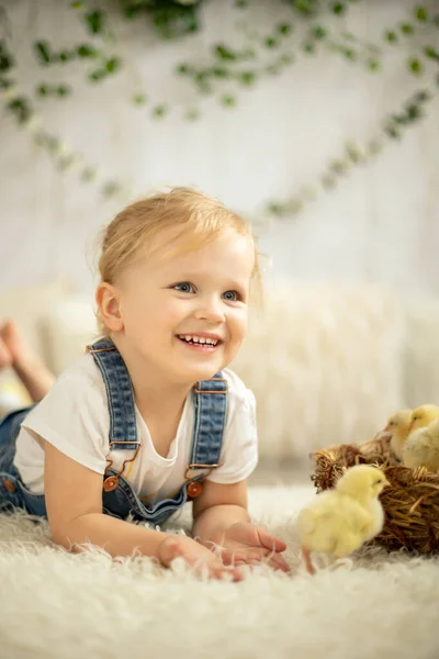 Cute Dziecko Domu Małymi Noworodków Piskląt Korzystających Słodkie Dziecko Przyjaciel — Zdjęcie stockowe