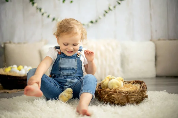 Lindo Niño Casa Con Pequeños Polluelos Recién Nacidos Disfrutando Lindo —  Fotos de Stock