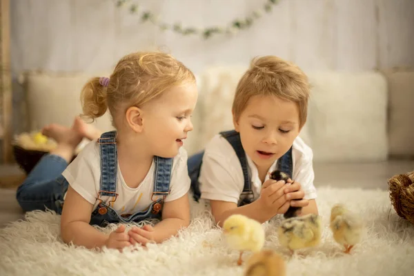 Cute Children Boy Girl Siblings Home Little Newborn Chicks Enjoying — Photo