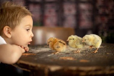 Yeni doğmuş yavrularla evde sevimli bir çocuk, güneşli bir odada eğleniyor, sevimli bir çocuk ve hayvan arkadaşı.