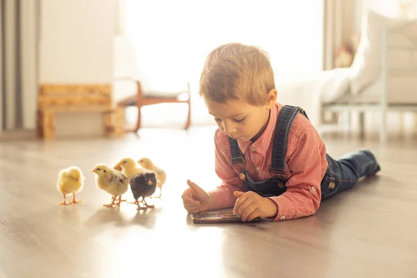 Söta Barn Hemma Med Små Nyfödda Kycklingar Njuter Söt Unge — Stockfoto