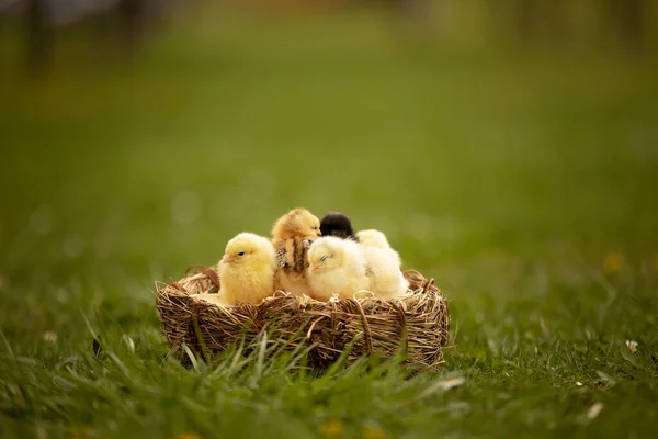 Petits Poussins Nouveau Nés Dans Nid Oiseaux Nouveau Nés Mignons — Photo