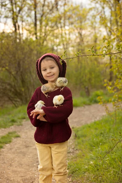 Beautiful Toddler Boy Knitted Cloths Playing Little Chicks Park Blooming — Stockfoto