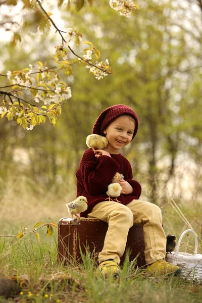 Красивый Мальчик Трикотаже Играет Маленькими Цыплятами Парке Цветущим Деревом Саду — стоковое фото