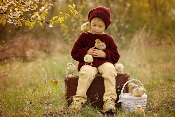 Beautiful Toddler Boy Knitted Cloths Playing Little Chicks Park Blooming — Stock Photo, Image