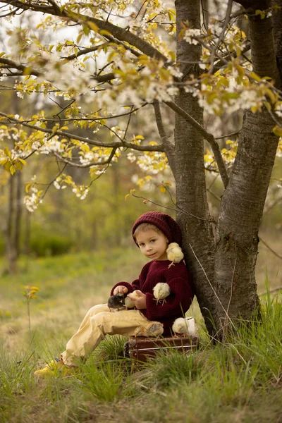 Örgü bezli güzel bir çocuk bahçede, bahçedeki çiçek açan ağacın altında, gün batımında parkta küçük piliçlerle oynuyor.