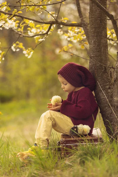 Beautiful Toddler Boy Knitted Cloths Playing Little Chicks Park Blooming — Stock Photo, Image