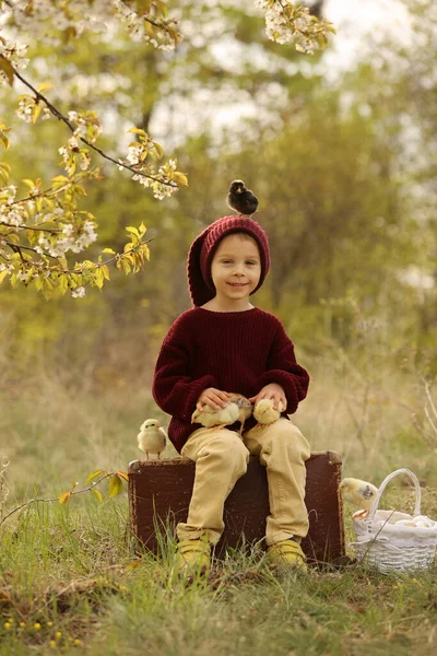 Vackra Småbarn Pojke Med Stickade Dukar Leka Med Små Kycklingar — Stockfoto