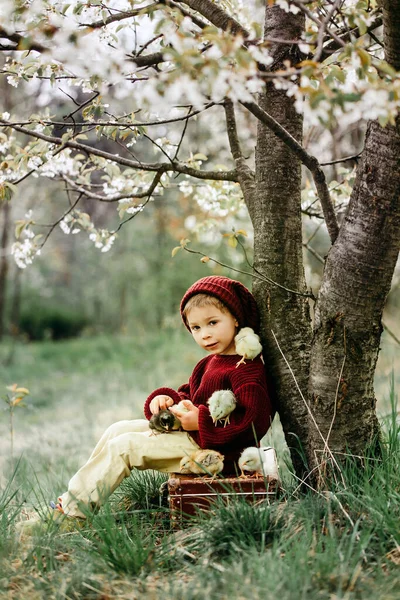 Örgü bezli güzel bir çocuk bahçede, bahçedeki çiçek açan ağacın altında, gün batımında parkta küçük piliçlerle oynuyor.