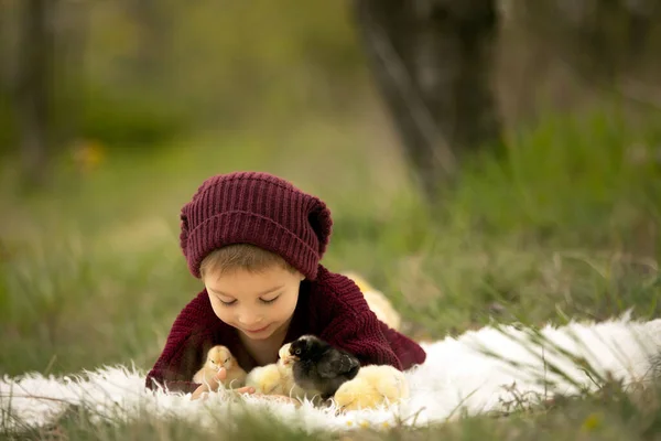漂亮的小孩 穿着针织的衣服 在花园里盛开的树下和小鸡玩耍 日落时在户外 — 图库照片