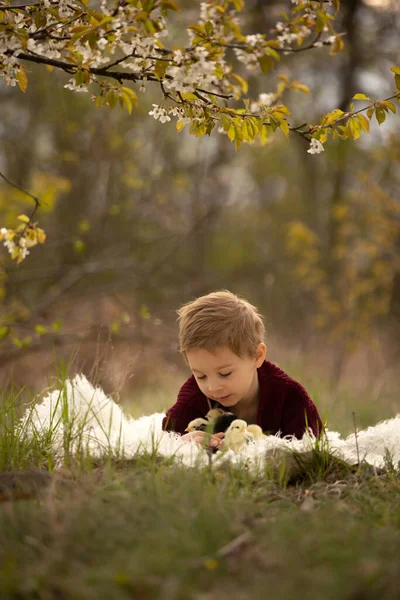 Vackra Småbarn Pojke Med Stickade Dukar Leka Med Små Kycklingar — Stockfoto