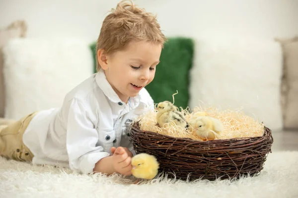 Yeni doğmuş yavrularla evde sevimli bir çocuk, güneşli bir odada eğleniyor, sevimli bir çocuk ve hayvan arkadaşı.