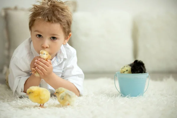 Cute Child Home Little Newborn Chicks Enjoying Cute Kid Animal — Stock Photo, Image