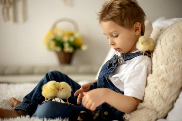 Cute Child Home Little Newborn Chicks Enjoying Cute Kid Animal — Stok fotoğraf