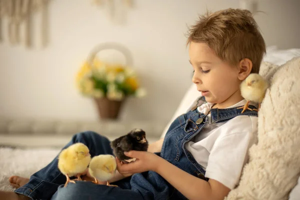 Cute Child Home Little Newborn Chicks Enjoying Cute Kid Animal — Stok fotoğraf