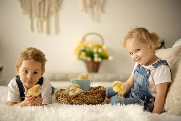 Yeni doğmuş yavrularla evde sevimli bir çocuk, güneşli bir odada eğleniyor, sevimli bir çocuk ve hayvan arkadaşı.