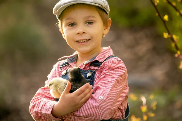 Sevimli küçük sarışın çocuk, küçük çocuk, parkta küçük piliçlerle oynuyor, bebek piliçler ve çocuk oynuyor.