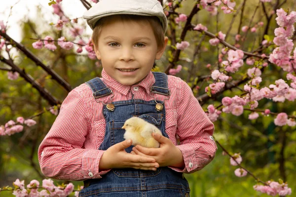 Sevimli küçük sarışın çocuk, küçük çocuk, parkta küçük piliçlerle oynuyor, bebek piliçler ve çocuk oynuyor.