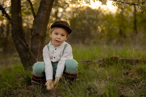 Güzel bir çocuk, klasik elbiseli bir çocuk bahçede, bahçedeki çiçek açan ağacın altında, gün batımında parkta küçük piliçlerle oynuyor.