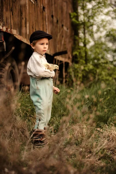 Beautiful Toddler Boy Child Vintage Clothing Playing Little Chicks Park — Foto Stock