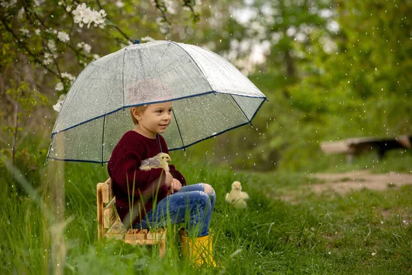 Schattig Kind Jongen Met Paraplu Kuikentjes Zittend Een Bankje Het — Stockfoto