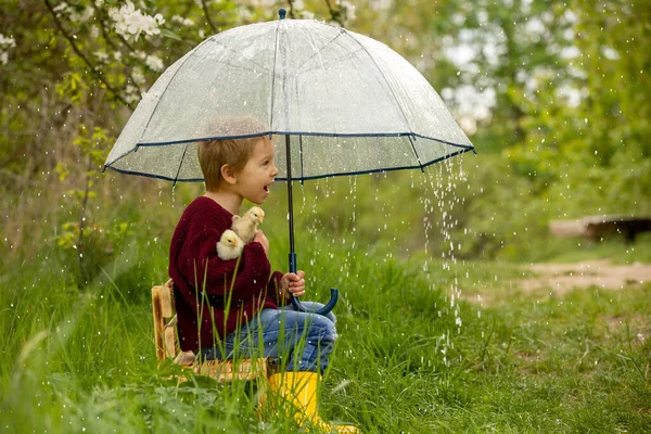 Niedliches Kind Junge Mit Regenschirm Und Kleinen Küken Auf Einer — Stockfoto