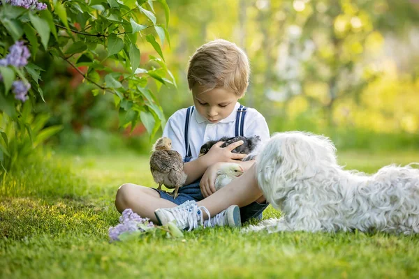 漂亮的蹒跚学步的男孩 穿着旧衣服的孩子 在花园里盛开的树下与幼小的小鸡玩耍 日落时在户外 — 图库照片