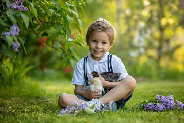 美しい幼児の男の子 ヴィンテージの服の子供 庭の花の木の下の公園で小さな雛と遊ぶ 日没の屋外 — ストック写真