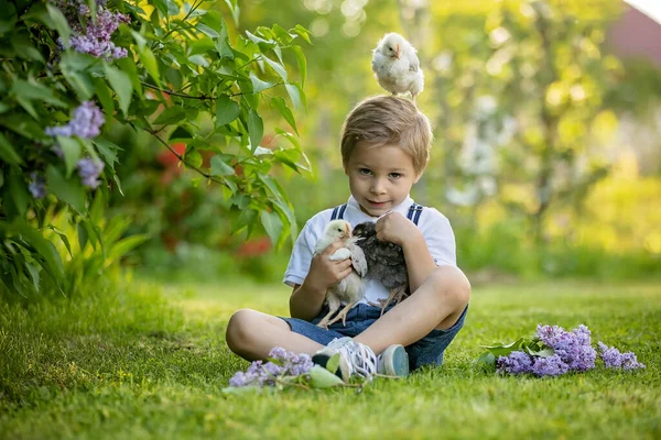 Красивый Малыш Ребенок Винтажной Одежде Играет Маленькими Цыплятами Парке Цветущим — стоковое фото