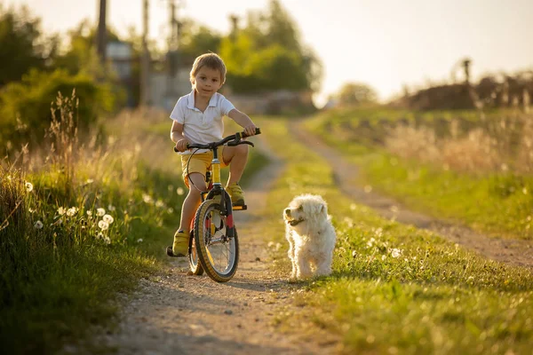 Cute Child Pet Dog Riding Bike Rural Field Sunset Springtime — Stockfoto