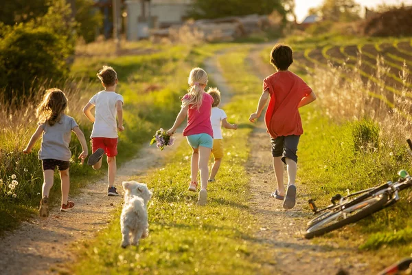Щаслива Група Дітей Домашніх Тварин Мальтійська Порода Біжить Парку Заході — стокове фото